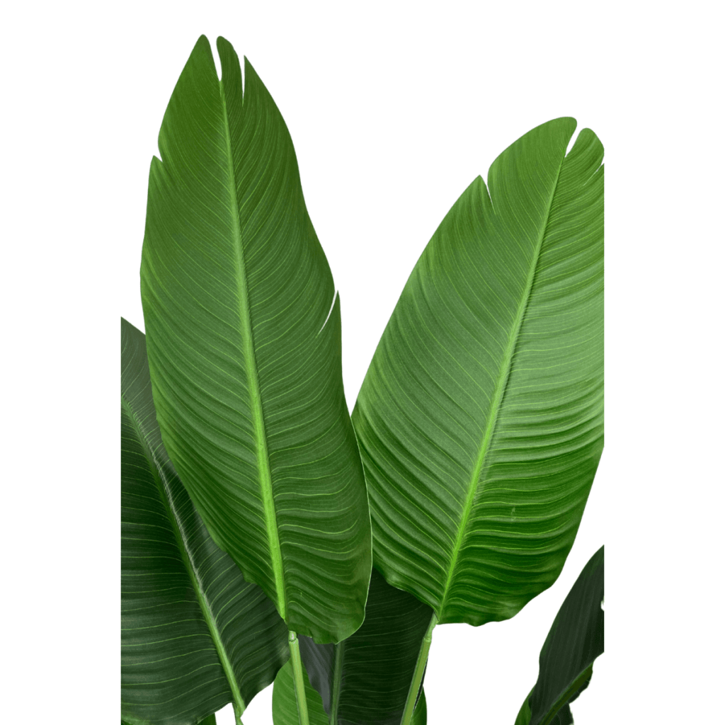 Strelitzia kunstplant 160 cm - mrshomeandgarden