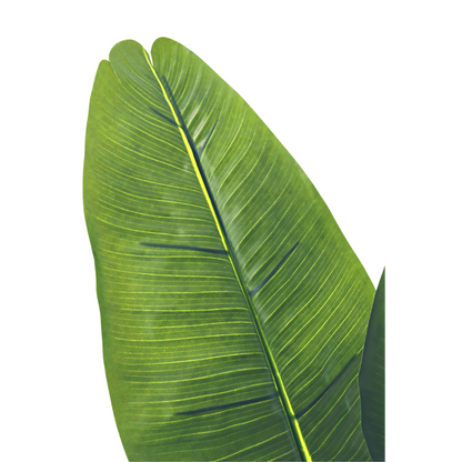Bananenplant kunstplant 150 cm