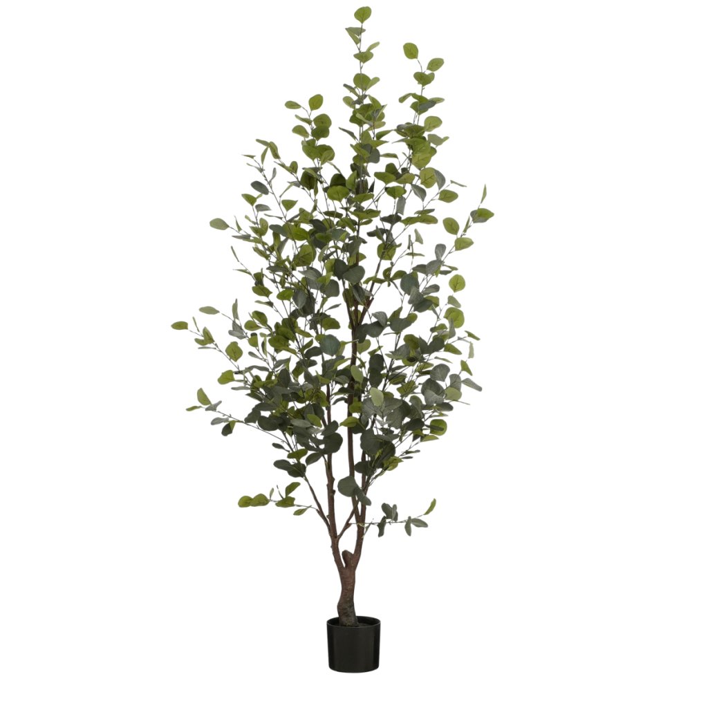 Eucalyptusboom in pot 180 cm - mrshomeandgarden