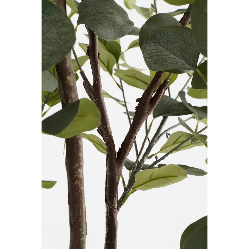 Eucalyptusboom in pot 180 cm - mrshomeandgarden