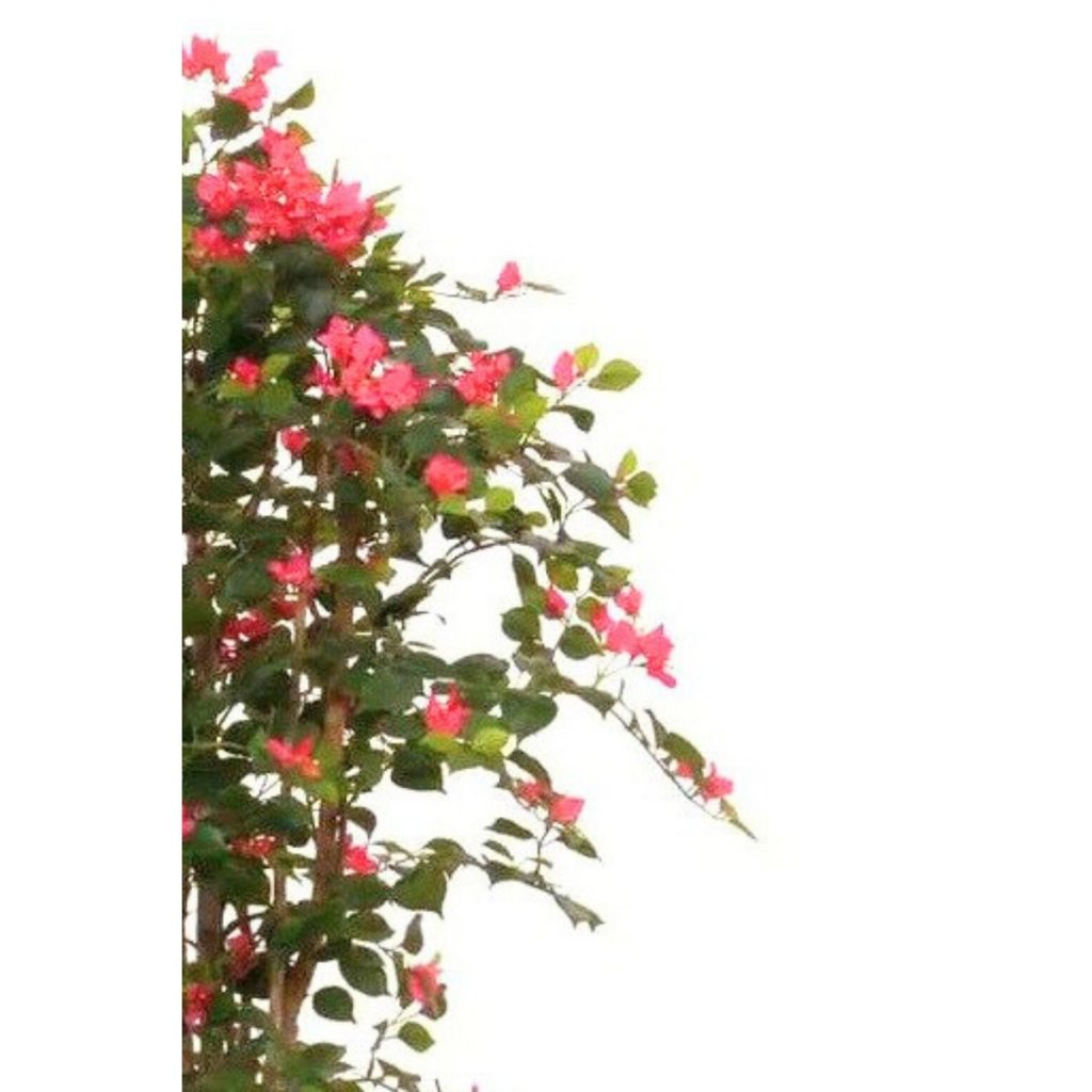 Kunst Bougainvillea 180 cm - mrshomeandgarden