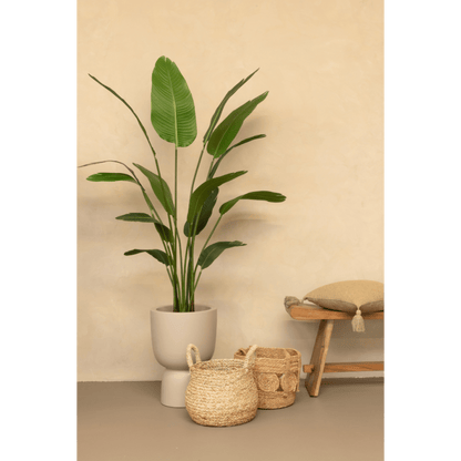 Strelitzia kunstplant 160 cm - mrshomeandgarden