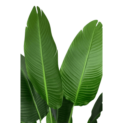 Strelitzia kunstplant 160 cm - mrshomeandgarden